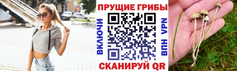 Купить  Северская  Псилоцибиновые грибы Cubensis 
